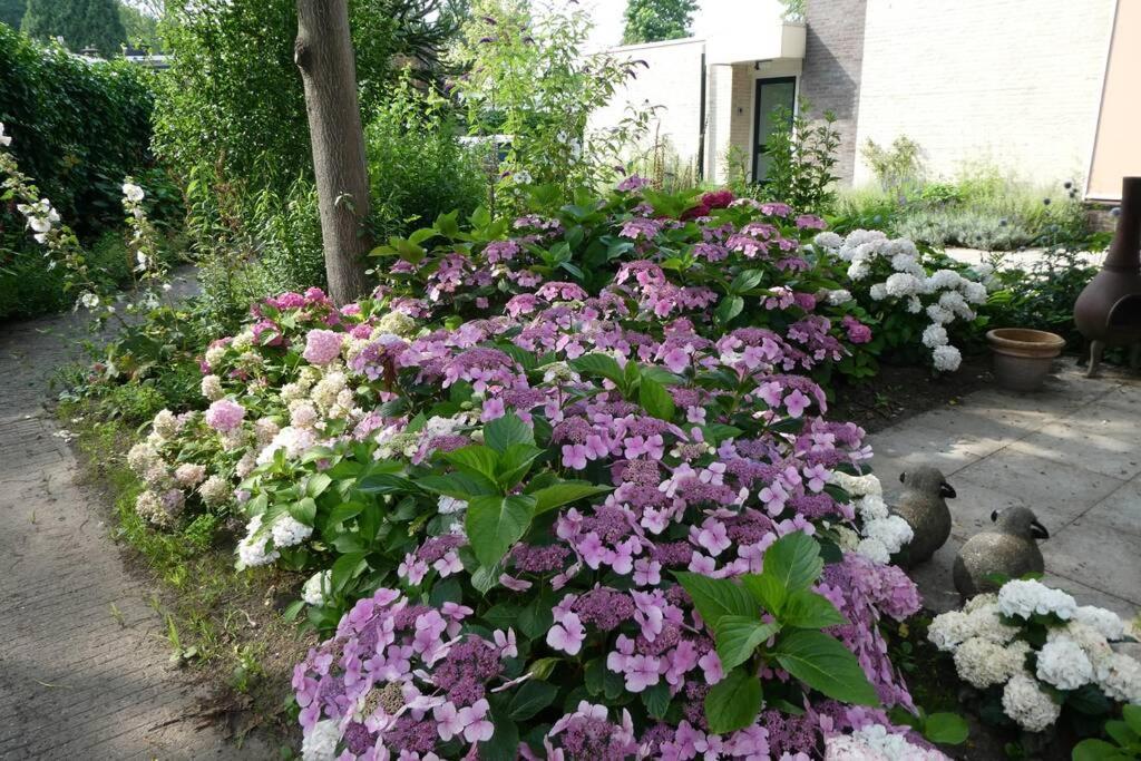 Huis Bij De Catalpa Dordrecht Dış mekan fotoğraf